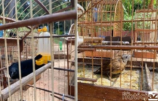 Aves mantidas dentro de cativeiro em Várzea Paulista são resgatadas