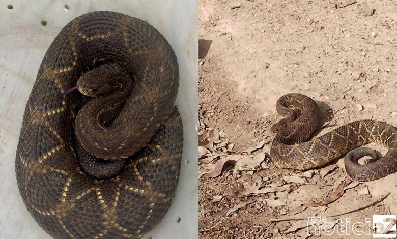 Cobra cascavel é encontrada em residência na cidade de Várzea Paulista