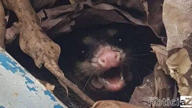 Gambá é resgatado dentro de caixa de energia em Campo Limpo Paulista