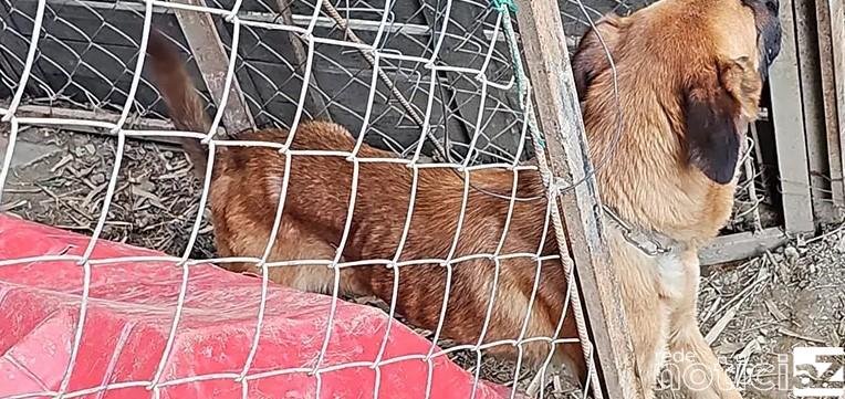 Dono de hotel para cães é preso em Várzea Paulista