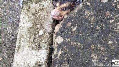 Um Gamba Saruê foi resgatado pelos Bombeiros de Campo Limpo Paulista