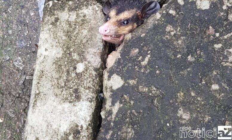 Um Gamba Saruê foi resgatado pelos Bombeiros de Campo Limpo Paulista