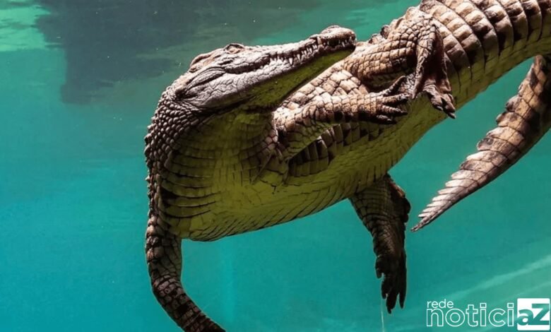 VÍDEO - Parque com 250 crocodilos é inaugurado em Dubai