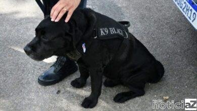 Cão da Guarda Municipal de Jundiaí se "aposenta"