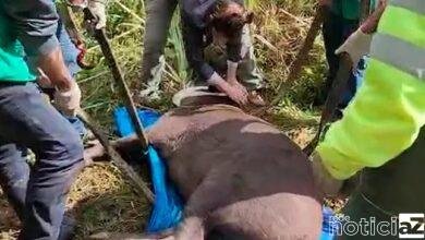 Mata Ciliar de Jundiaí resgata anta atropelada em rodovia de SP