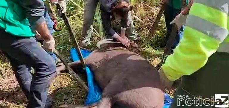 Mata Ciliar de Jundiaí resgata anta atropelada em rodovia de SP