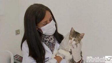 Castração de animais e risco de esporotricose são alertados em Jundiaí