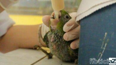 Mata Ciliar de Jundiaí realiza campanha para comprar antiparasitários