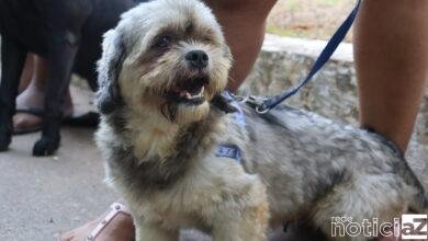 Cerca de 600 animais são castrados em Campo Limpo Paulista