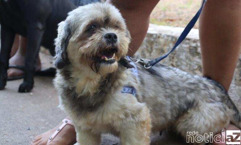 Cerca de 600 animais são castrados em Campo Limpo Paulista