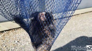 Sagui é encontrado e salvo dentro de empresa em Campo Limpo Paulista