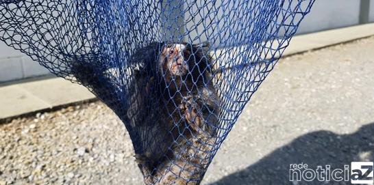 Sagui é encontrado e salvo dentro de empresa em Campo Limpo Paulista