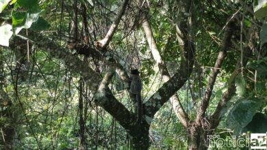 Corpo de Bombeiros resgata macaco sagui em empresa de Campo Limpo Paulista