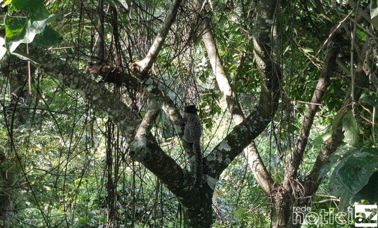 Corpo de Bombeiros resgata macaco sagui em empresa de Campo Limpo Paulista