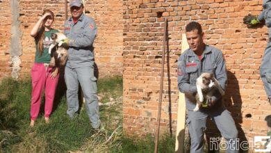 Bombeiros de Campo Limpo Paulista resgatam gato em local de risco