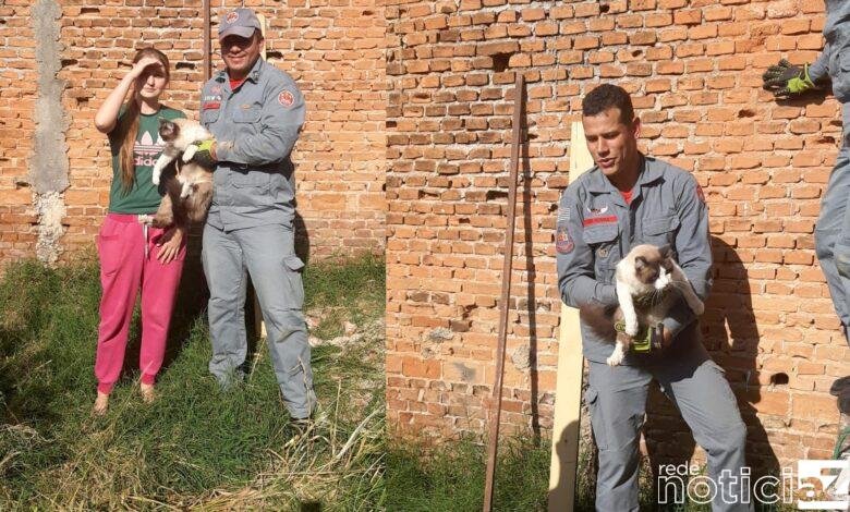 Bombeiros de Campo Limpo Paulista resgatam gato em local de risco