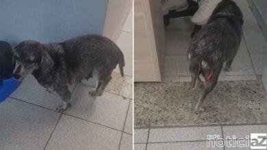 Cadela é resgatada com sinais de agressão em Jundiaí