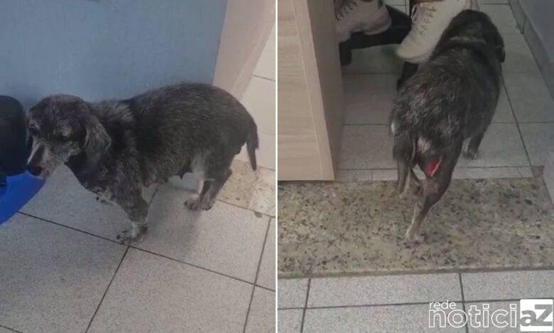 Cadela é resgatada com sinais de agressão em Jundiaí