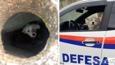 Uma cachorrinha foi resgatada após ser encontrada em bueiro no bairro Vila São José, na cidade de Várzea Paulista.
