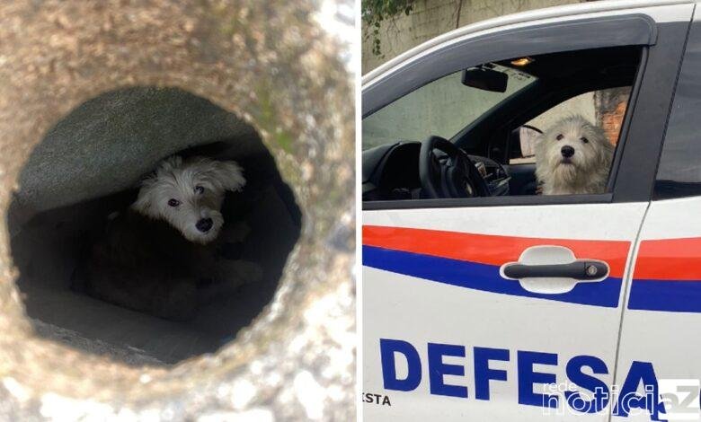 Uma cachorrinha foi resgatada após ser encontrada em bueiro no bairro Vila São José, na cidade de Várzea Paulista.