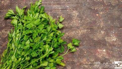 Conheça os benefícios do coentro para a saúde