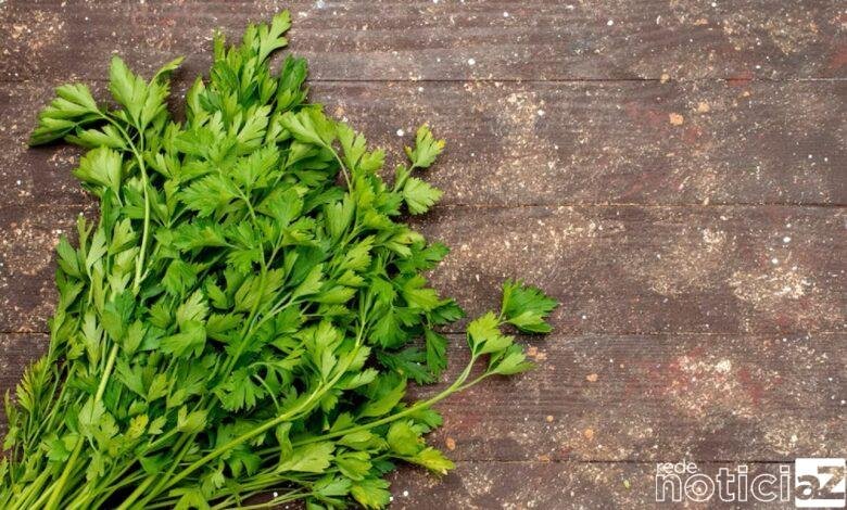 Conheça os benefícios do coentro para a saúde