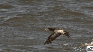 Ministério da Agricultura declara emergência zoossanitária devido à gripe aviária