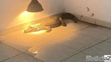 Polícia Civil resgata jacaré e mais de 80 animais em operação contra tráfico de animais silvestres