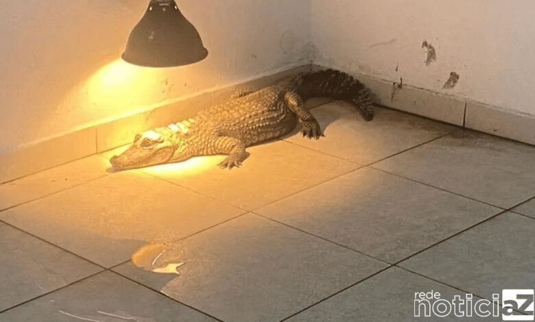 Polícia Civil resgata jacaré e mais de 80 animais em operação contra tráfico de animais silvestres