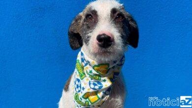 Itupeva registra superlotação de animais em departamento de adoção