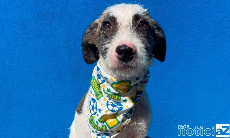 Itupeva registra superlotação de animais em departamento de adoção