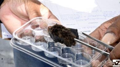 Jundiaí identifica mais dois morcegos positivos para raiva