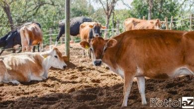 Vacinação contra a Febre Aftosa e Brucelose vai até o dia 30 de maio