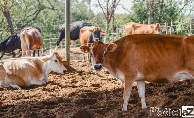 Vacinação contra a Febre Aftosa e Brucelose vai até o dia 30 de maio