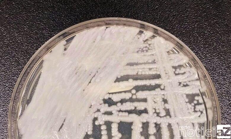 Fiocruz e Pasteur vão pesquisar sobre danos dos fungos no ser humano