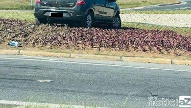 Motorista atravessa canteiro central na Rodovia Anhanguera