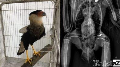 Mata Ciliar de Jundiaí irá cuidar de carcará em Jundiaí