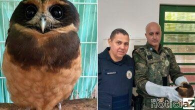 Matar Ciliar de Jundiaí resgata Coruja enrolada em fio de pipa