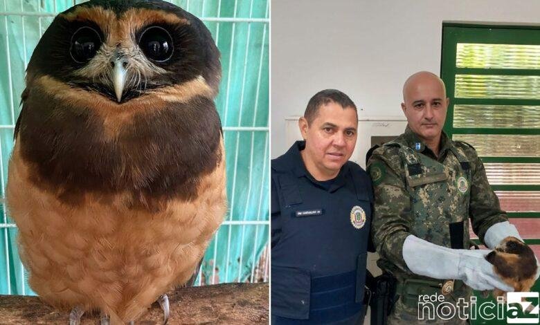 Matar Ciliar de Jundiaí resgata Coruja enrolada em fio de pipa