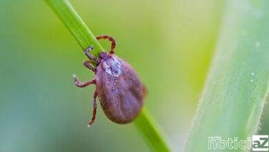 Quinze casos suspeitos de febre maculosa são investigados na Região de Jundiaí