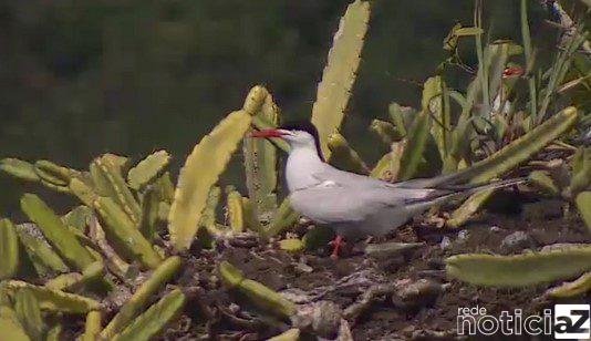 Primeiro caso de gripe aviária é confirmado no Estado de SP