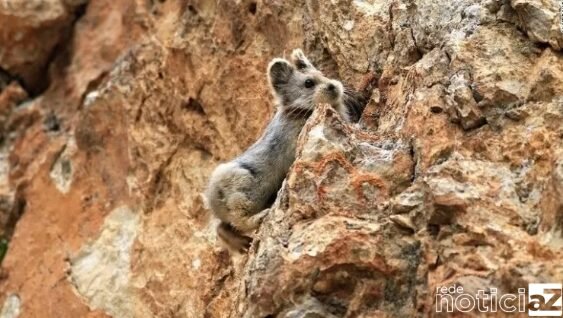 Pika de 20cm entra em extinção, segundo cientistas