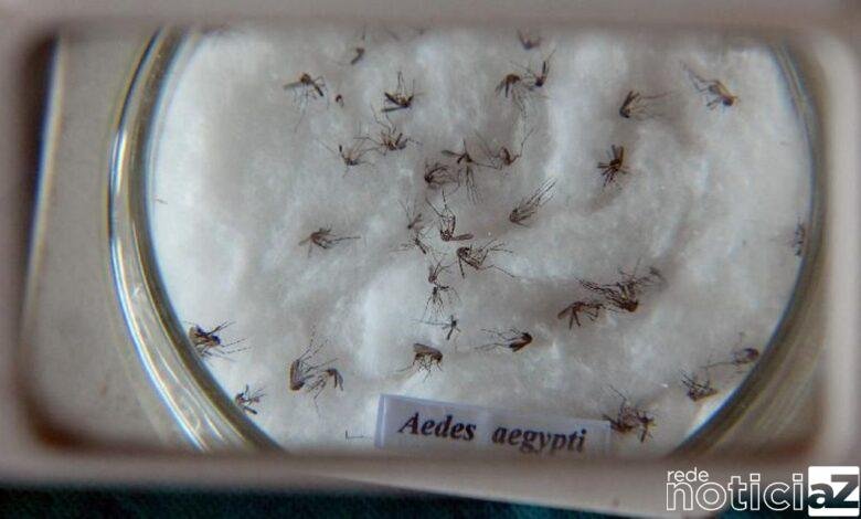 Nova vacina contra a dengue chega ao Brasil na próxima semana