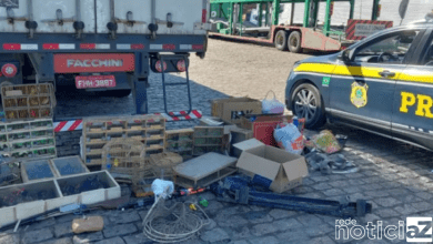 Mais de 200 aves foram resgatadas pela Polícia Rodoviária