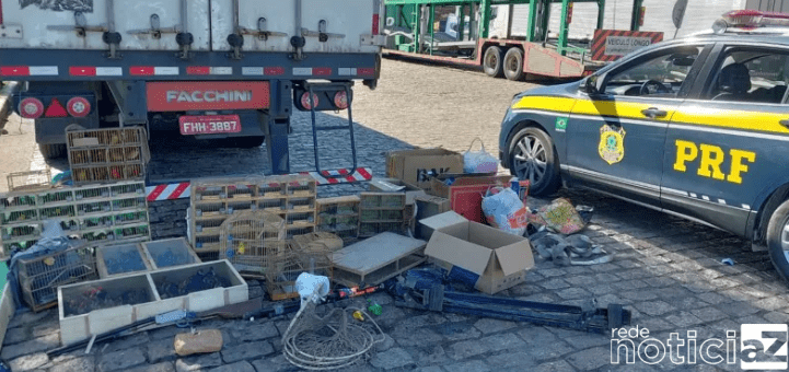 Mais de 200 aves foram resgatadas pela Polícia Rodoviária