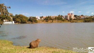 Vinhedo inicia mapeamento de áreas de risco para Febre Maculosa na cidade