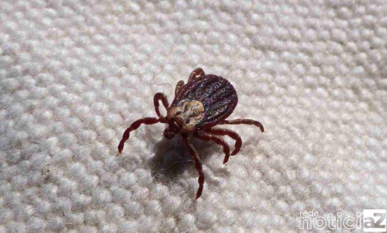 Casos suspeitos de febre maculosa em Jundiaí sobe para 12