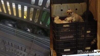 VÍDEO - 130 cachorrinhos são resgatados devido a maus-tratos em Jundiaí