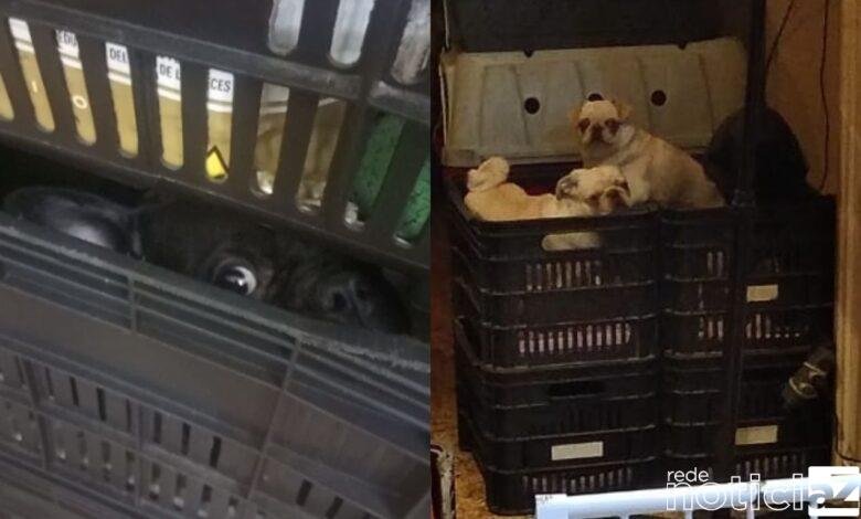 VÍDEO - 130 cachorrinhos são resgatados devido a maus-tratos em Jundiaí