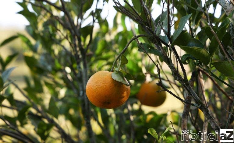 Dia do Citricultor é comemorado em Jundiaí